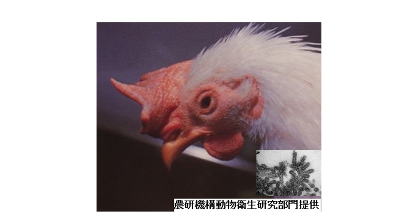 香川鳥インフル、低いヒト感染危険性