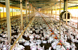 ブラジル産鶏肉、日本は輸入停止継続