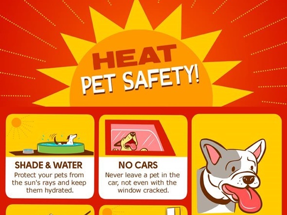 ペットの熱中症：炎天下の車内に置き去りにされたペットの救出方法