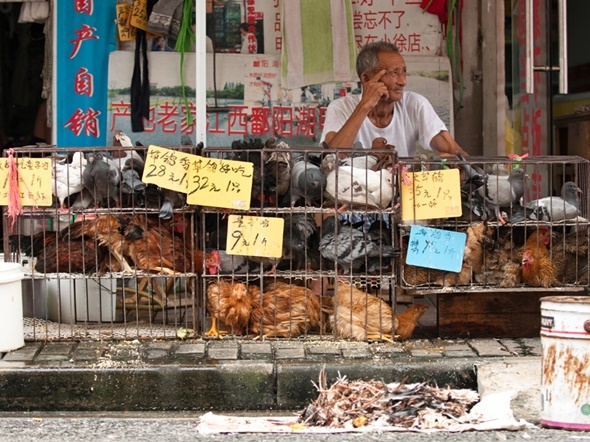 鳥インフル、中国沿海部中心に感染増