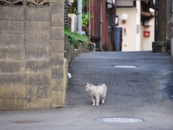 花粉症と防災・減災の一挙解決！危険なブロック塀を杉の塀に変えよう！