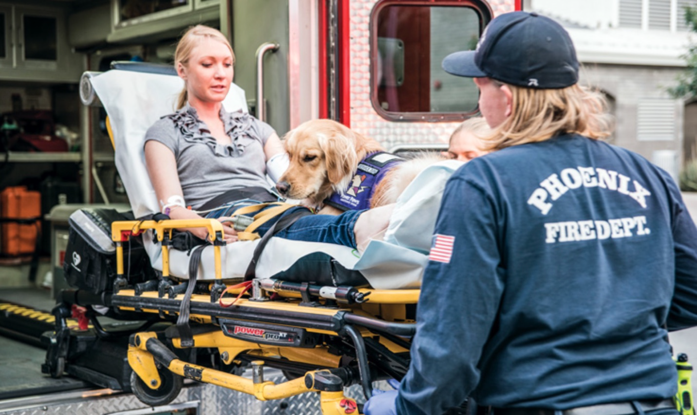 補助犬およびサービスアニマル 情緒障害サポート犬 の救急搬送 ペットライフセーバーズ 助かる命を助けるために リスク対策 Com 新建新聞社