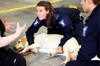 消防現場で犬に咬まれた時の対処法 ペットライフセーバーズ 助かる命を助けるために リスク対策 Com 新建新聞社