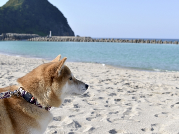 災害時のペット同行・同伴避難の備えと対応について