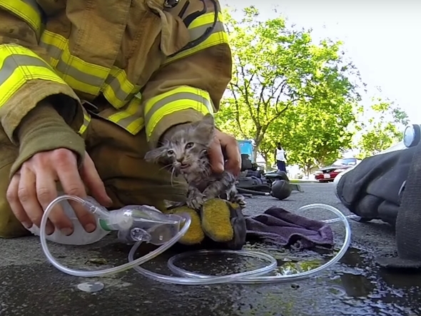 日本の消防士も現場でペットを助けるために ワールド ファイアーファイターズ 世界の消防新事情 リスク対策 Com 新建新聞社