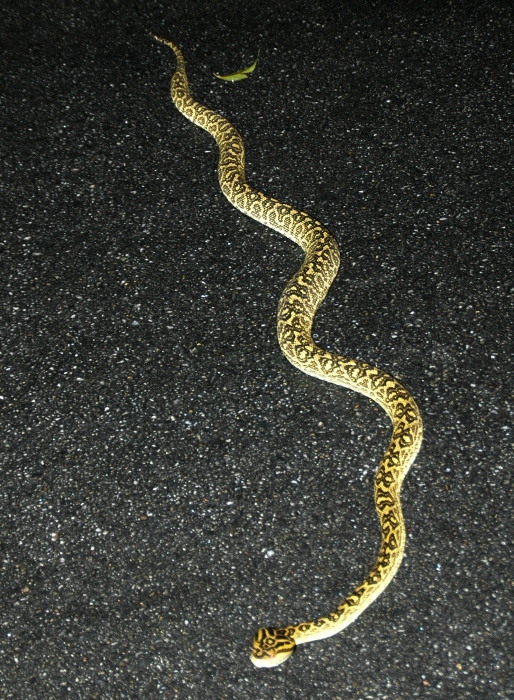 沖縄で津波発生 走って逃げた山にハブ 旅先の災害チェックを忘れずに アウトドア流防災ガイド あんどうりすの 防災 減災りす便り リスク対策 Com 新建新聞社