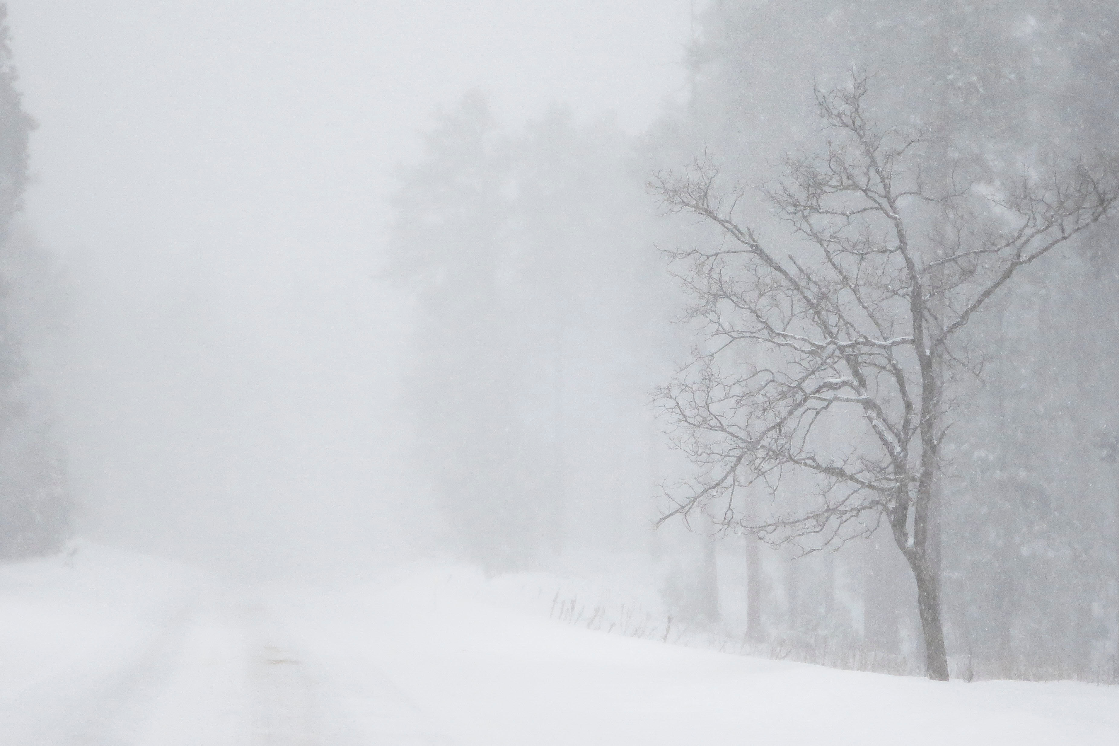 人命を奪う暴風雪―3月の気象災害―