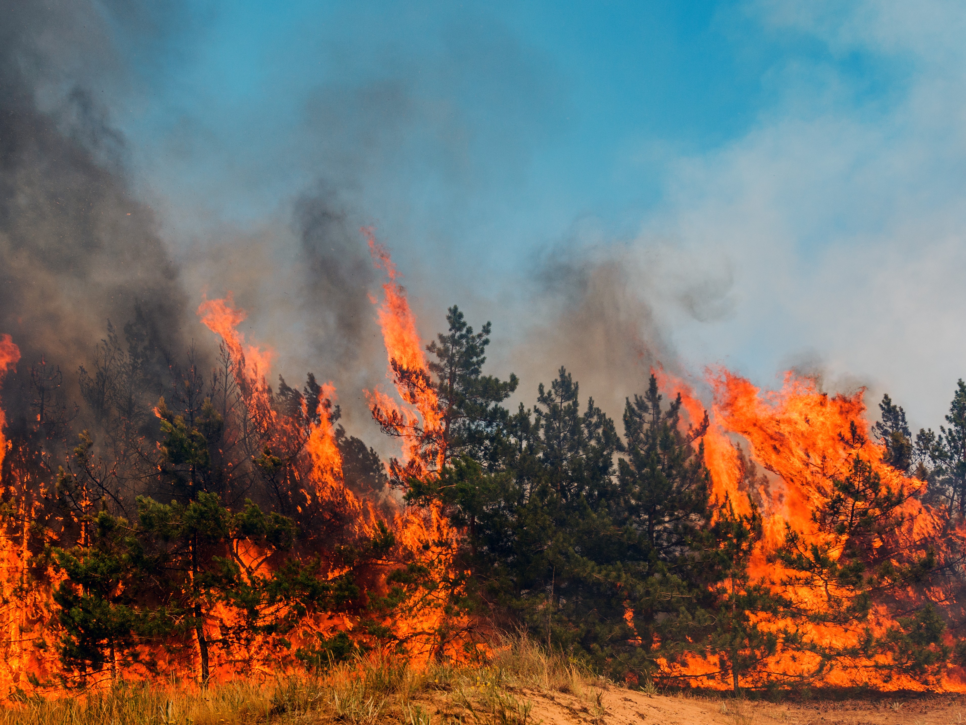 常識をくつがえす山火事世界各地で増える森林火災