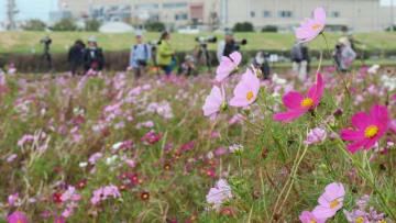 台風耐え つぼみ開花 平塚でコスモスが見ごろに 防災 危機管理トピックス リスク対策 Com 新建新聞社