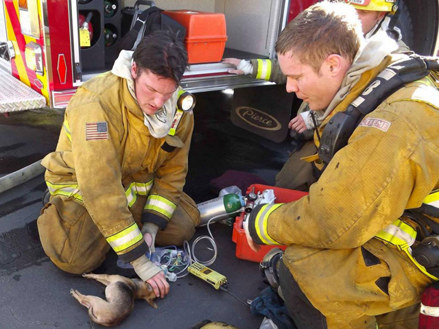 消防現場で行うペットのCPR（心肺蘇生法）について