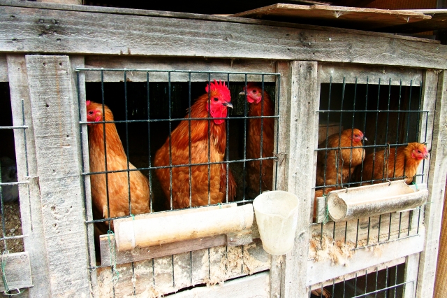 世界の鳥類に拡大　人への感染に警戒