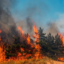 常識をくつがえす山火事世界各地で増える森林火災