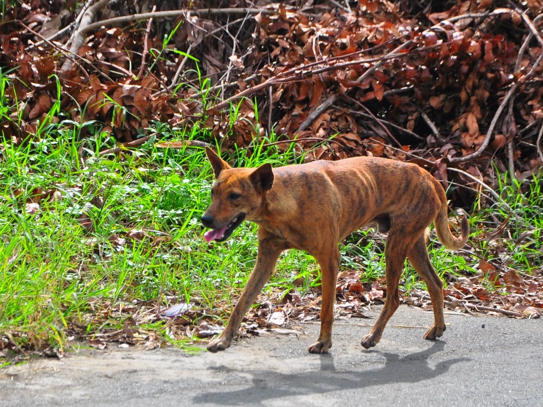 国内でも起こりうる「狂犬病」