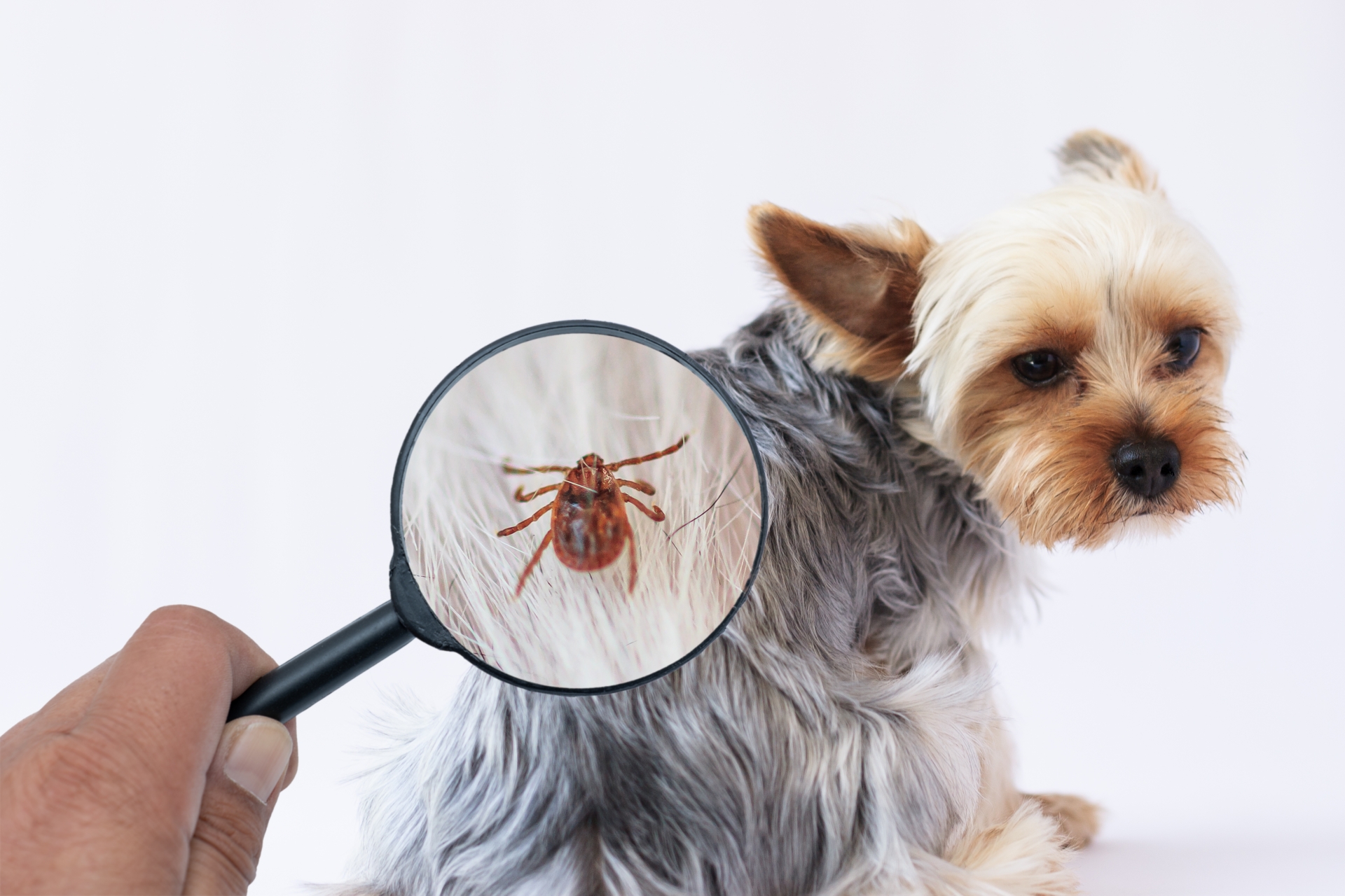 マダニ咬傷だけでなく犬や猫からも感染